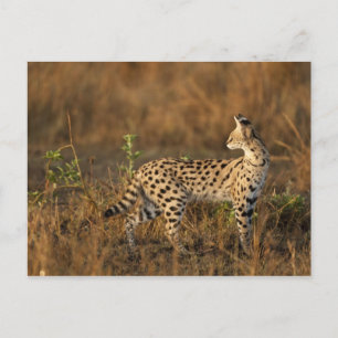 Carte Postale Upper Mara, réserve de Masai Mara, Kenya,
