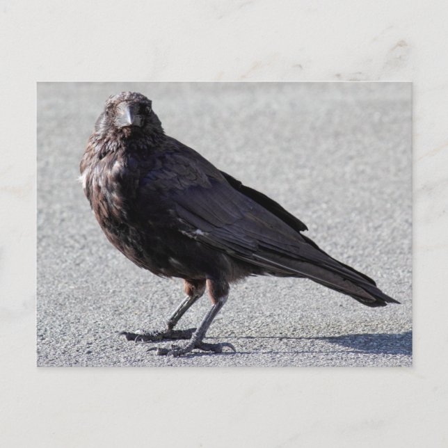 Carte postale Urbain Crow (Devant)