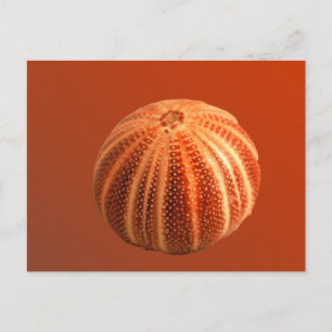 Carte Postale Urchin