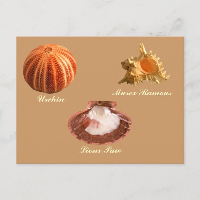 Carte Postale Urchin, Lions Paw, Murex Ramous (Devant)