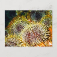 Urchine de mer comestible