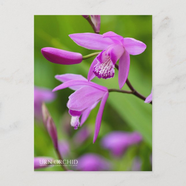 Carte Postale Urn Orchid [Carte postale] (Devant)