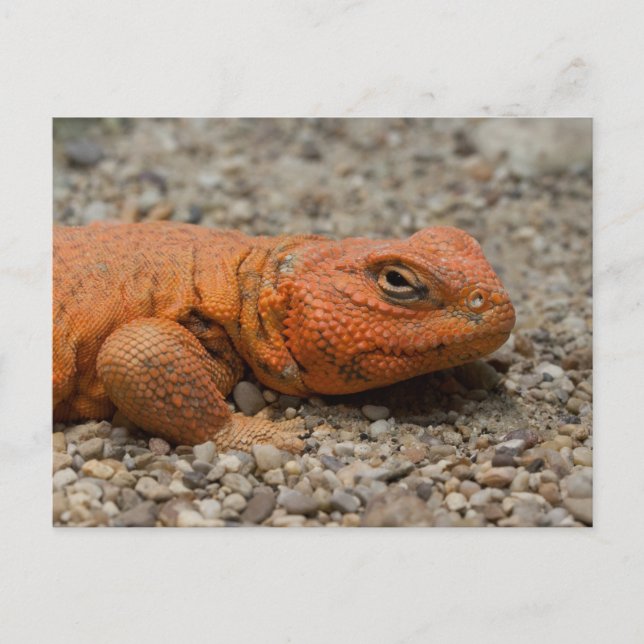 Carte Postale Uromastyx geyri (Devant)