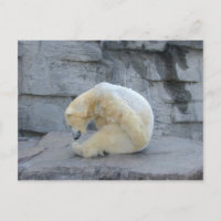 Ursus maritime