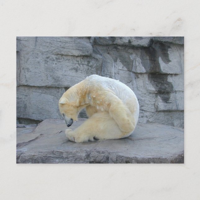 Carte Postale Ursus maritime (Devant)