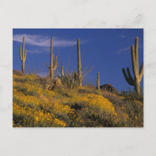 Carte Postale USA, Arizona, Organ Pipe Cactus National 2