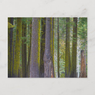 Carte Postale USA, California. Moss Covered Tree Trunks