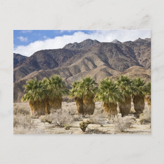 Carte Postale USA, Californie, Anza-Borrego Desert State Park. (Devant)