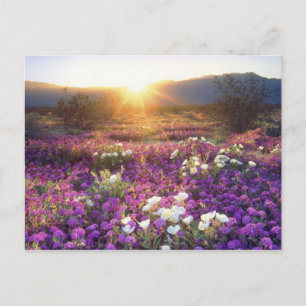 Carte Postale USA, Californie, Anza-Borrego Desert State Park. 2
