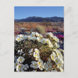 Carte Postale USA, Californie, Anza-Borrego DSP. Soirée de dunes