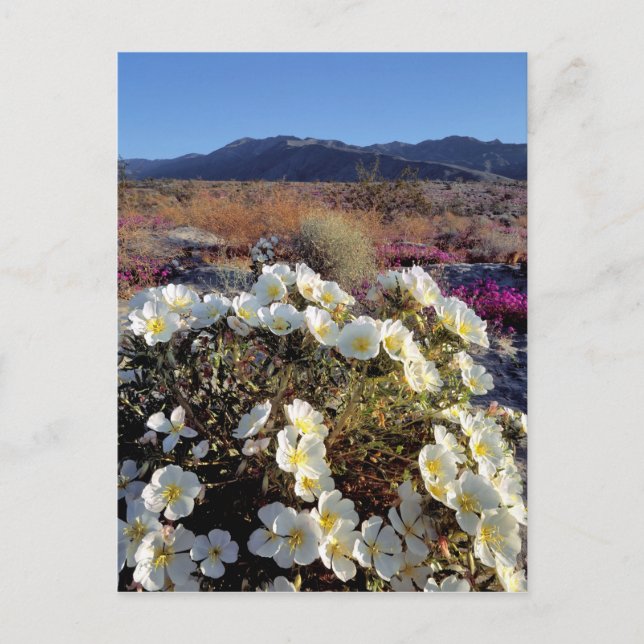 Carte Postale USA, Californie, Anza-Borrego DSP. Soirée de dunes (Devant)