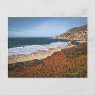 Carte Postale USA, Californie, Big Sur, plantes rouges par plage