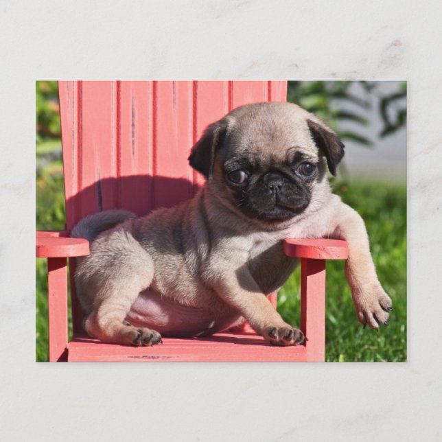 Carte Postale USA, Californie. Carlin Puppy Slouching (Devant)