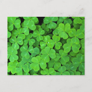 Carte Postale USA, Californie, Jedediah Smith Rewood SP.