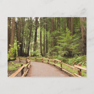 Carte Postale USA, Californie, Marin County, Muir Woods