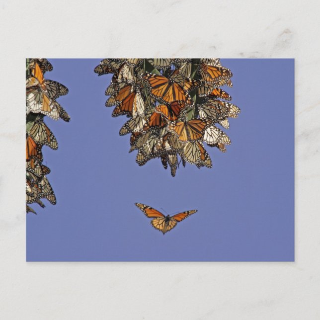 Carte Postale USA, Californie, Pismo Beach. Monarque (Devant)