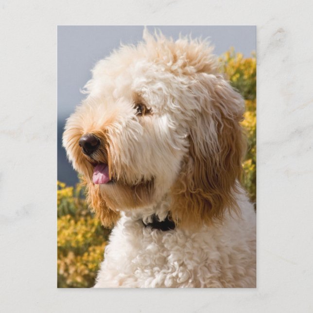Carte Postale USA, Californie. Portrait De Labradoodle 3 (Devant)
