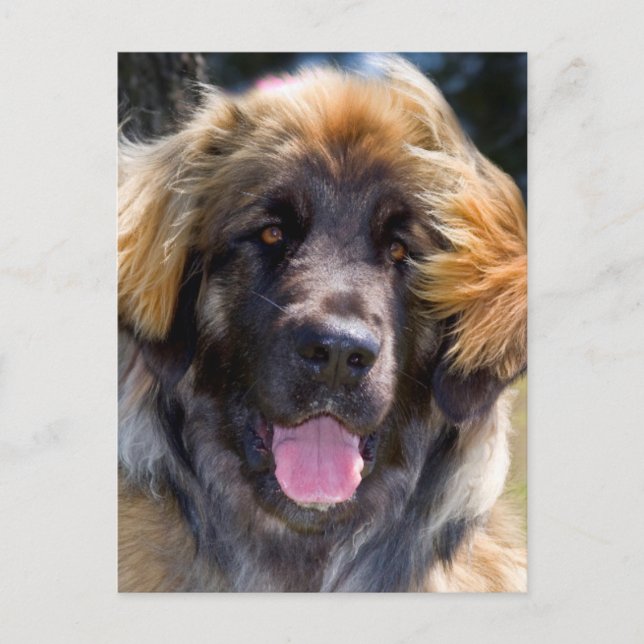 Carte Postale USA, Californie. Portrait De Leonberger Assis (Devant)