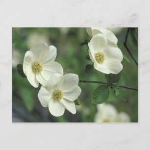 Carte Postale USA, Californie, Yosemite NP, le long de Merced