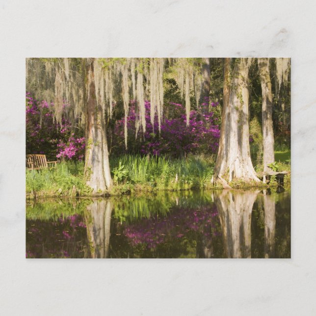 Carte Postale USA, Caroline du Sud, Charleston. Cypress Trees (Devant)