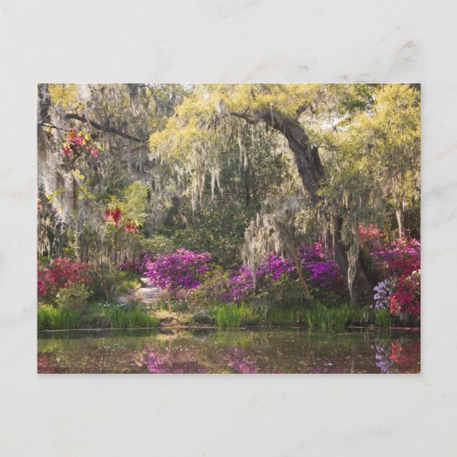 Carte Postale USA, Caroline du Sud, Charleston. Cypress Trees 2 (Devant)