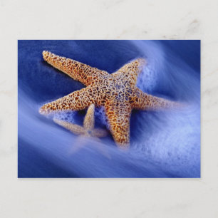 Carte Postale USA, Caroline du Sud, Hilton Head Island. Deux