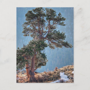 Carte Postale USA, Colorado, Arbre Dans Estes Park