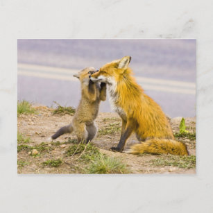 Carte Postale USA, Colorado, Breckenridge. Red fox mère 2