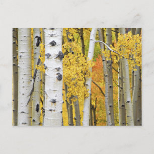 Carte Postale USA, Colorado, Montagnes Rocheuses. Aspen intime