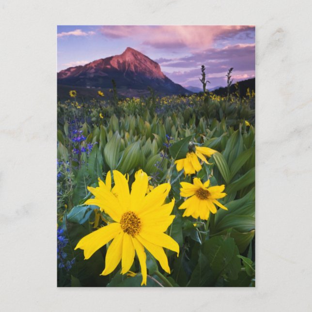 Carte Postale USA, Colorado, Mt. Crested Butte (Devant)