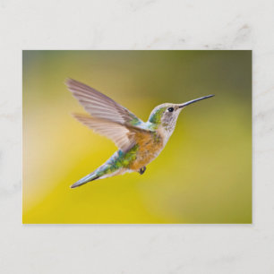 Carte Postale USA, Colorado, Summit County, Heeney. Vue de côté