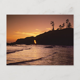 Carte Postale USA, Etat de Washington, Parc National Olympique. 