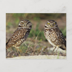 Carte Postale USA, Floride, île de Sanibel. Gros plan