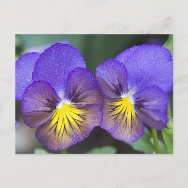 Carte Postale USA, Georgia, Pine Mountain. A closeup of pansy (Devant)