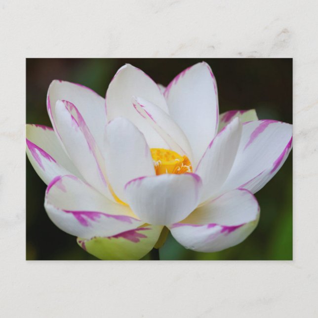 Carte Postale USA, Géorgie, Savannah, Lootus Flower Blooming (Devant)