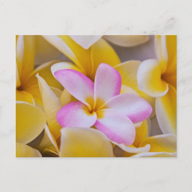 Carte Postale USA, Hawaii, Oahu, Plumeria fleurs en fleurs 1 (Devant)