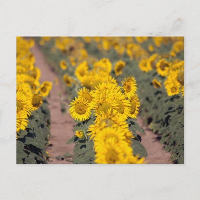 Carte Postale USA, Kansas. Tournesols (Helianthus Annuus) (Devant)