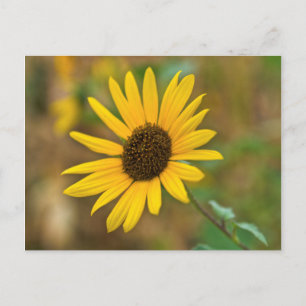 Carte Postale USA, Kansas. Wild Sunflower