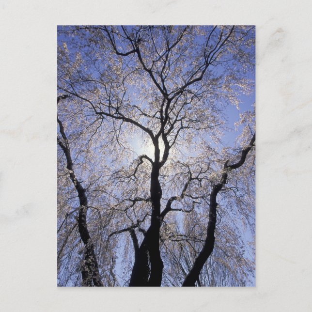 Carte Postale USA, Kentucky, Lexington. Arbre rétroéclairé et (Devant)