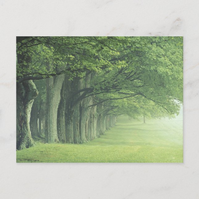 Carte Postale USA, Kentucky. Row of trees in spring (Devant)