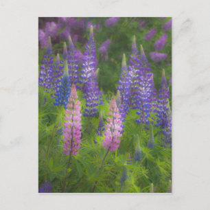 Carte Postale USA, Maine, Southwest Harbour. Lupine florissante