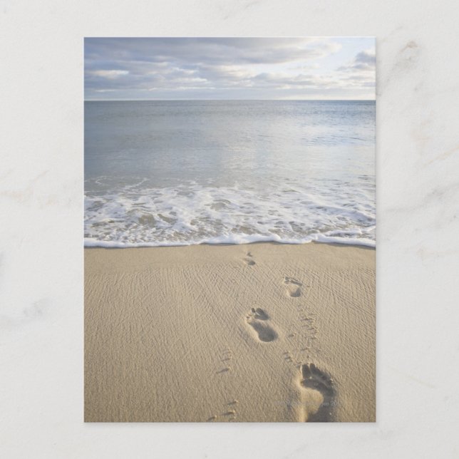 Carte Postale USA, Massachusetts, Cape Cod, empreintes sur (Devant)