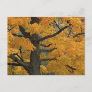 Carte Postale USA, Michigan, Gros plan de l'érable à sucre dans