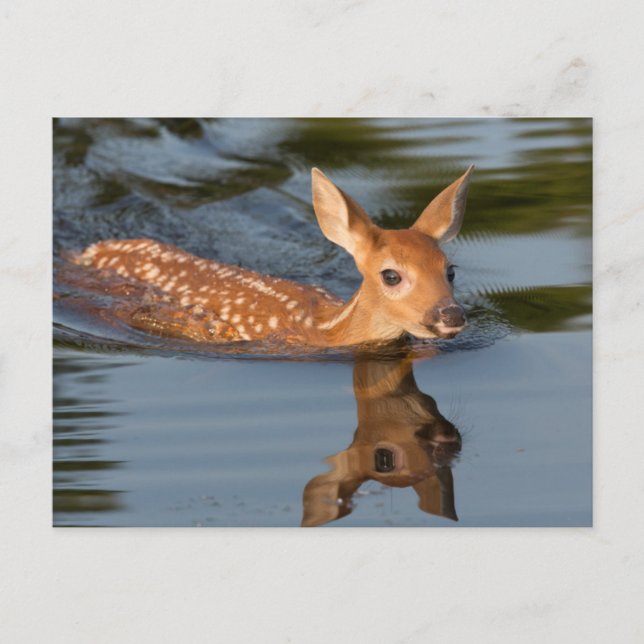 Carte Postale USA, Minnesota, Sandstone, Minnesota Faune 19 (Devant)