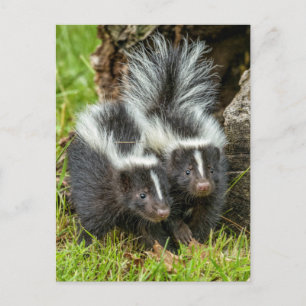 Carte Postale USA, Minnesota, Sandstone, Minnesota Wildlife