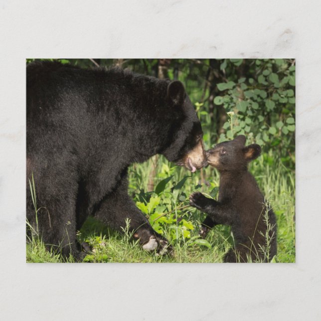 Carte Postale USA, Minnesota, Sandstone, Minnesota Wildlife 13 (Devant)