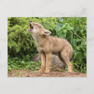 Carte Postale USA, Minnesota, Sandstone, Minnesota Wildlife 2