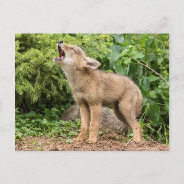 Carte Postale USA, Minnesota, Sandstone, Minnesota Wildlife 2 (Devant)