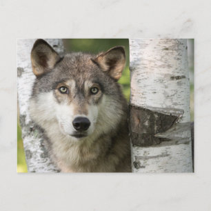 Carte Postale USA, Minnesota, Sandstone, Minnesota Wildlife 5