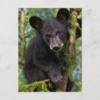 USA, Minnesota, Sandstone, Minnesota Wildlife 8